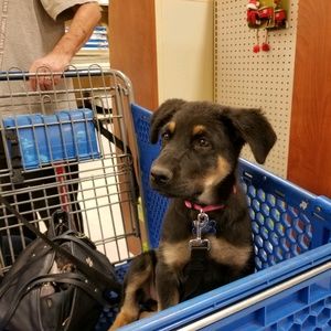 Meet your Posher, Dawnn